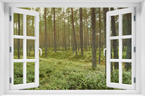 Fototapeta Naklejka Na Ścianę Okno 3D - Pine forest in day