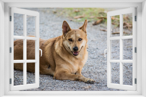 Fototapeta Naklejka Na Ścianę Okno 3D - Poor little dog