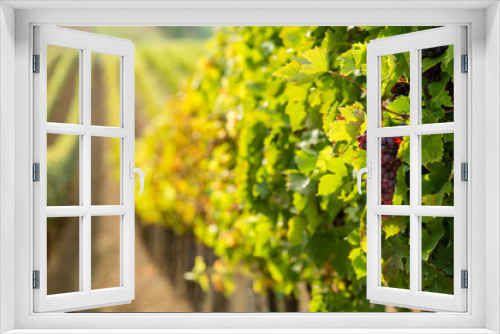 Fototapeta Naklejka Na Ścianę Okno 3D - Red wine grapes in the vineyard