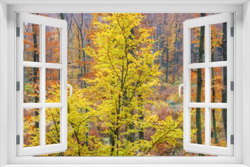Fototapeta Naklejka Na Ścianę Okno 3D - Bunte Blätter im Herbst im Wald