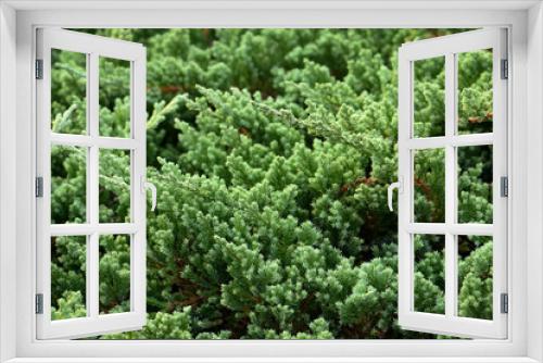 Fototapeta Naklejka Na Ścianę Okno 3D - Closeup beautiful green leaf of pine
