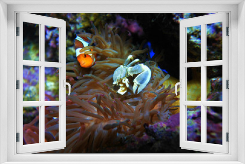 Fototapeta Naklejka Na Ścianę Okno 3D - Anemony crab and clown fish. Live and hide from predators in sea anemones.