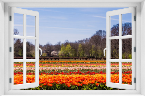 Fototapeta Naklejka Na Ścianę Okno 3D - colorful tulips flowers. Tulip field.