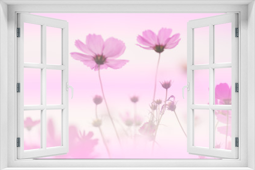 Fototapeta Naklejka Na Ścianę Okno 3D - cosmos flower background