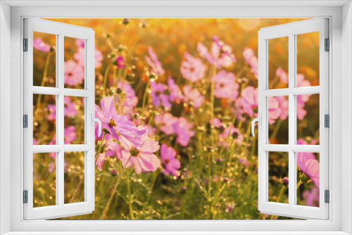 Fototapeta Naklejka Na Ścianę Okno 3D - Cosmos flowers blooming in the morning