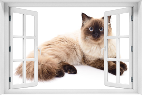 Fototapeta Naklejka Na Ścianę Okno 3D - Dark gray cat.