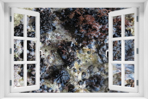 Fototapeta Naklejka Na Ścianę Okno 3D - Colony of mussels
