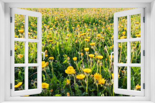 Fototapeta Naklejka Na Ścianę Okno 3D - flowers in field