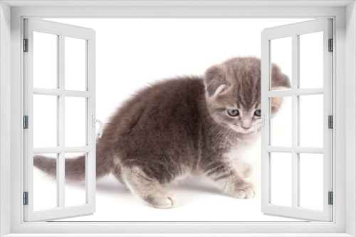 Fototapeta Naklejka Na Ścianę Okno 3D - Portrait cat isolated 