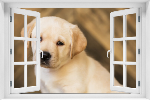 Fototapeta Naklejka Na Ścianę Okno 3D - Labrador puppy, on a brown background