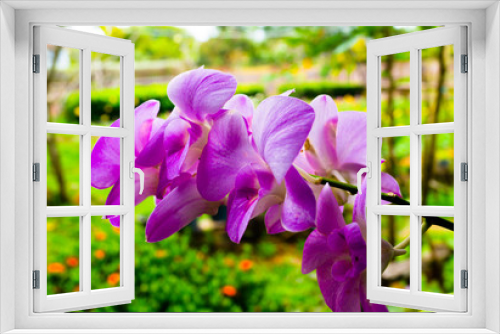 Fototapeta Naklejka Na Ścianę Okno 3D - Lao Orchid Flower 