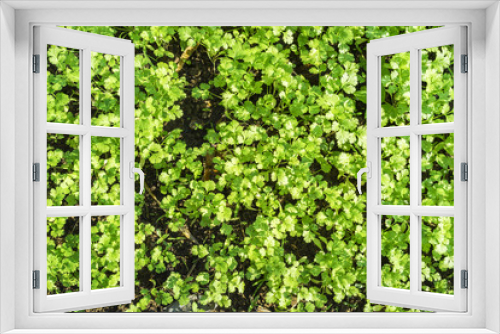 Fototapeta Naklejka Na Ścianę Okno 3D - coriander