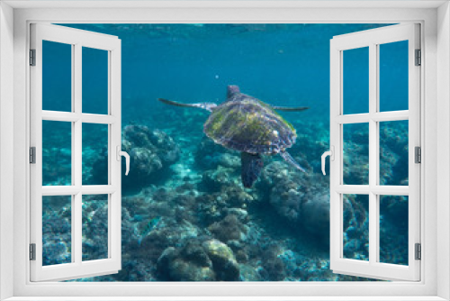 Fototapeta Naklejka Na Ścianę Okno 3D - Sea turtle in blue water. Ocean ecosystem - coral reef, tropical fish, sea turtle.