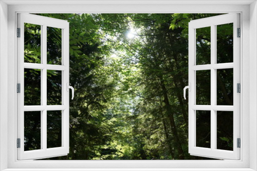 Fototapeta Naklejka Na Ścianę Okno 3D - Wald im Sommer