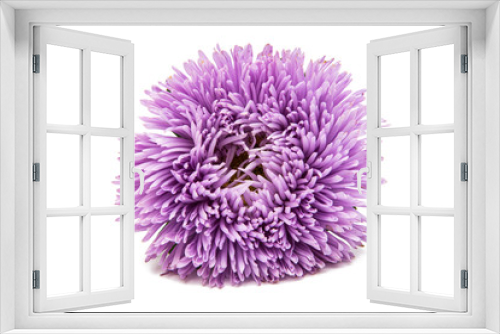 Fototapeta Naklejka Na Ścianę Okno 3D - asters flower isolated
