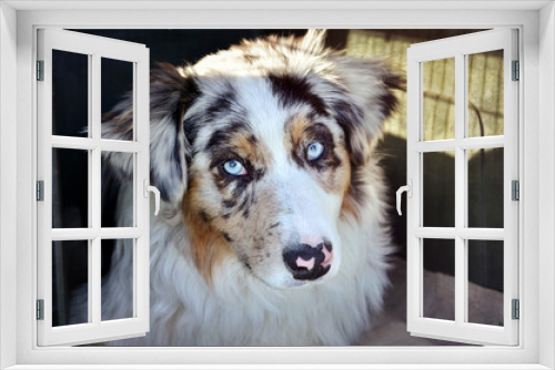 Fototapeta Naklejka Na Ścianę Okno 3D - Pastore Australiano cane di razza