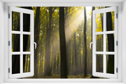 Fototapeta Naklejka Na Ścianę Okno 3D - Sonnenlicht im Laubwald