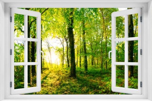 Fototapeta Naklejka Na Ścianę Okno 3D - Frühling im Wald bei Sonnenaufgang