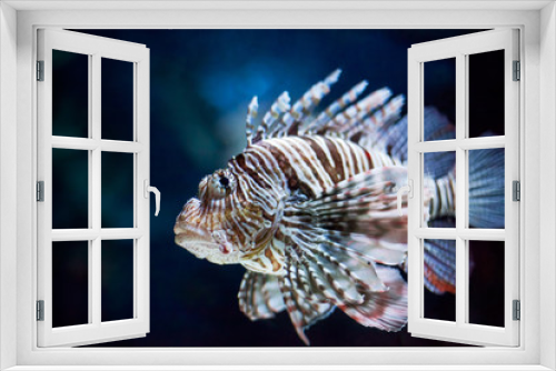 Fototapeta Naklejka Na Ścianę Okno 3D - Beautiful Lionfish underwater