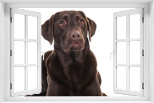 Fototapeta Naklejka Na Ścianę Okno 3D - Female chocolate brown labrador retriever dog lying on the floor seen from the front looking up isolated on a white background
