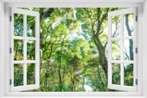 Fototapeta Naklejka Na Ścianę Okno 3D - 森の中の道