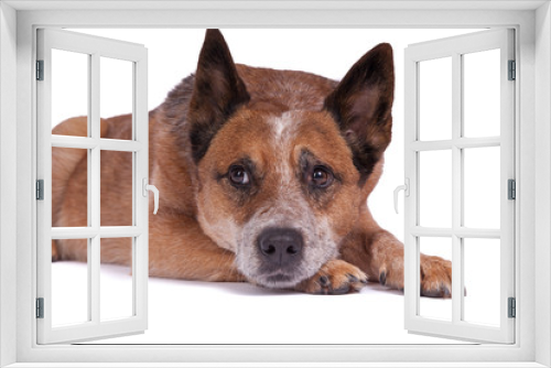 Fototapeta Naklejka Na Ścianę Okno 3D - Liegender Hund guckt nachdenklich