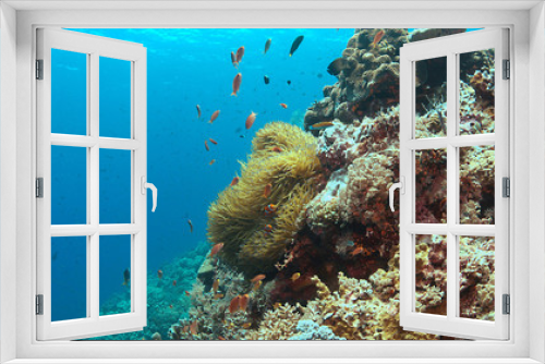 Fototapeta Naklejka Na Ścianę Okno 3D - Clownfish in a sea anemone. False Clown Anemonefish