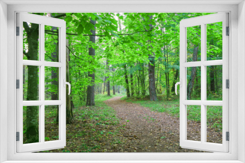 Fototapeta Naklejka Na Ścianę Okno 3D - Beautiful forest.