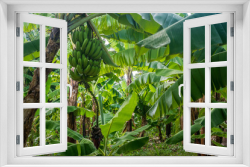 Fototapeta Naklejka Na Ścianę Okno 3D - Closeup of banana bunch on the plantation