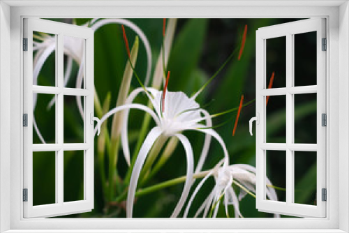 Fototapeta Naklejka Na Ścianę Okno 3D - Spider Lilies or Hymenocallis Speciosa flowers