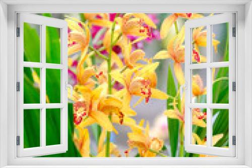 Fototapeta Naklejka Na Ścianę Okno 3D - Orchid beautiful in garden at Thailand