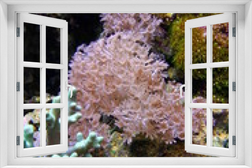 Fototapeta Naklejka Na Ścianę Okno 3D - Xenia coral. Waving hand corals, pulse corals, pulsing xenia.