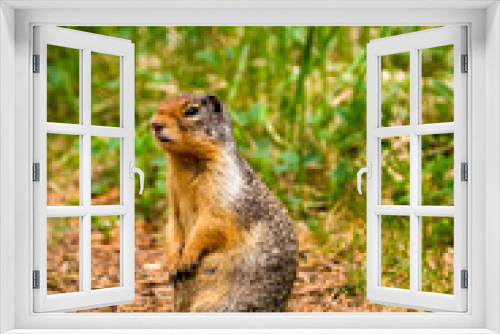 Fototapeta Naklejka Na Ścianę Okno 3D - Squirrel