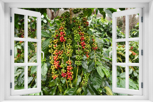 Fototapeta Naklejka Na Ścianę Okno 3D - Coffee beans ripening on a tree.