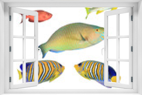 Fototapeta Naklejka Na Ścianę Okno 3D - Fish isolated. Tropical fish white background. Angelfish, Parrotfish, Bannerfish, Butterflfish, Snappers, Sweetlips fish