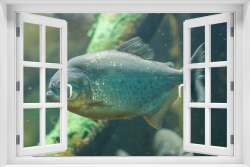 Fototapeta Naklejka Na Ścianę Okno 3D - Piranha fish underwater