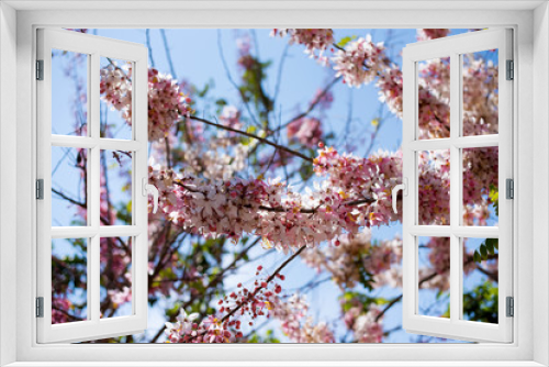 Fototapeta Naklejka Na Ścianę Okno 3D - Cassia bakeriana tree