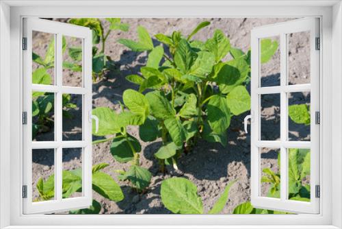 Fototapeta Naklejka Na Ścianę Okno 3D - soybeans field
