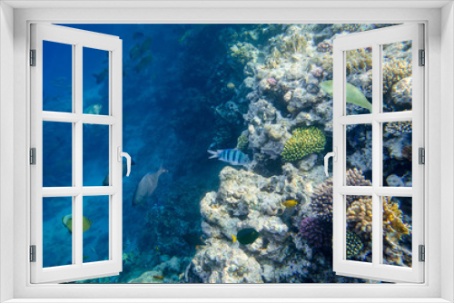 Fototapeta Naklejka Na Ścianę Okno 3D - beautiful and diverse coral reef with fishes of the red sea in Egypt, shooting under water