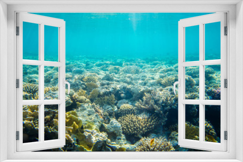 Fototapeta Naklejka Na Ścianę Okno 3D - beautiful and diverse coral reef with fishes of the red sea in Egypt, shooting under water