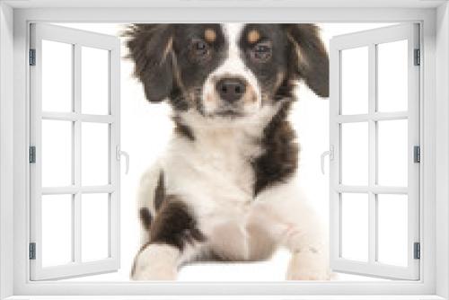 Fototapeta Naklejka Na Ścianę Okno 3D - Mixed breed cute black and white puppy dog facing the camera lying on the floor on a white background seen from the front