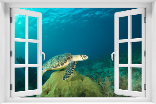 Fototapeta Naklejka Na Ścianę Okno 3D - Hawksbill sea turtle in the Florida Keys