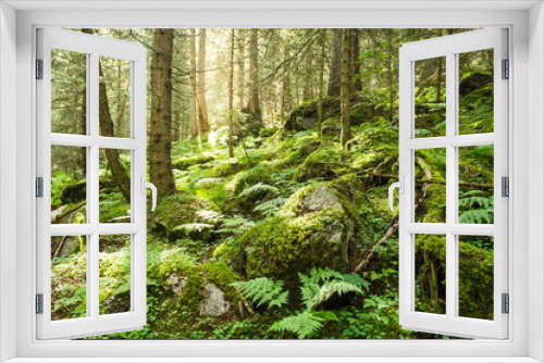 Fototapeta Naklejka Na Ścianę Okno 3D - Morning sunlight breaks through the trees of a lush forest with moss and fern undergrowth in the mountains of Switzerland