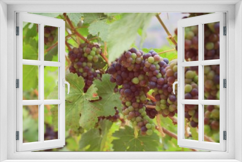 Fototapeta Naklejka Na Ścianę Okno 3D - fresh grapes in vineyard