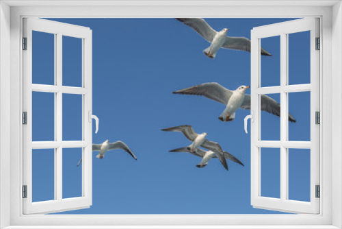 Fototapeta Naklejka Na Ścianę Okno 3D - Flying seagulls with open wings in group.