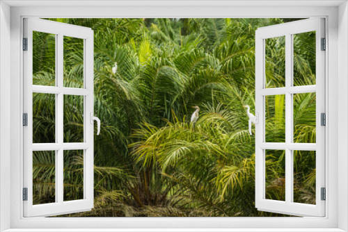 Fototapeta Naklejka Na Ścianę Okno 3D - white herons on the palm trees