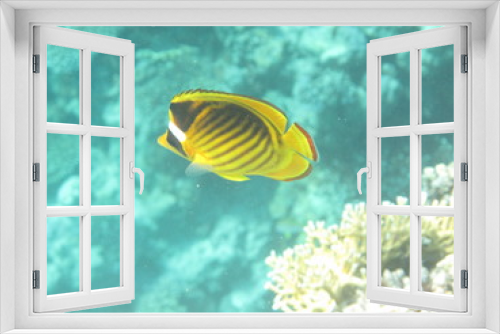 Fototapeta Naklejka Na Ścianę Okno 3D - barriera corallina