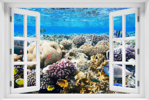 Fototapeta Naklejka Na Ścianę Okno 3D - Colorful coral reef fishes of the Red Sea.