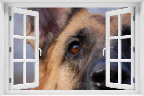 Fototapeta Naklejka Na Ścianę Okno 3D - German Shepherd snout close up