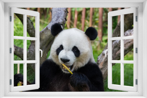 Fototapeta Naklejka Na Ścianę Okno 3D - Panda géant en train de manger